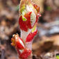 Pútegas-de-escamas-largas // Parasitic Plant (Cytinus hypocistis ?)